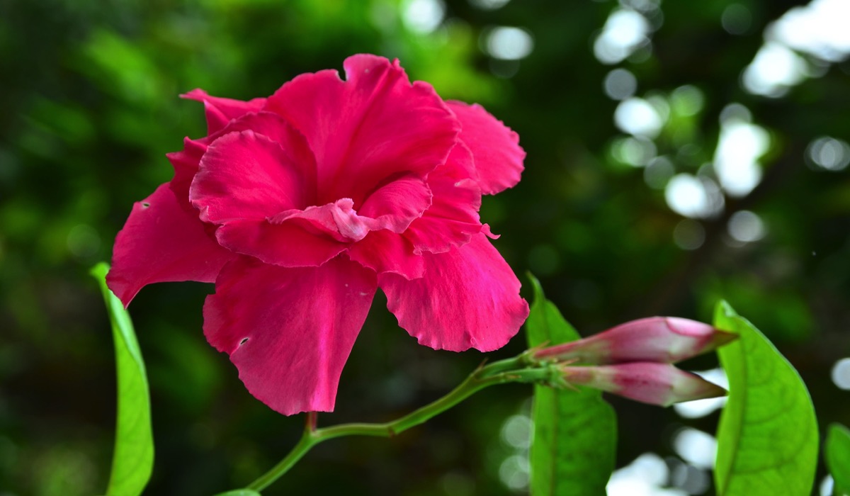 dipladenia