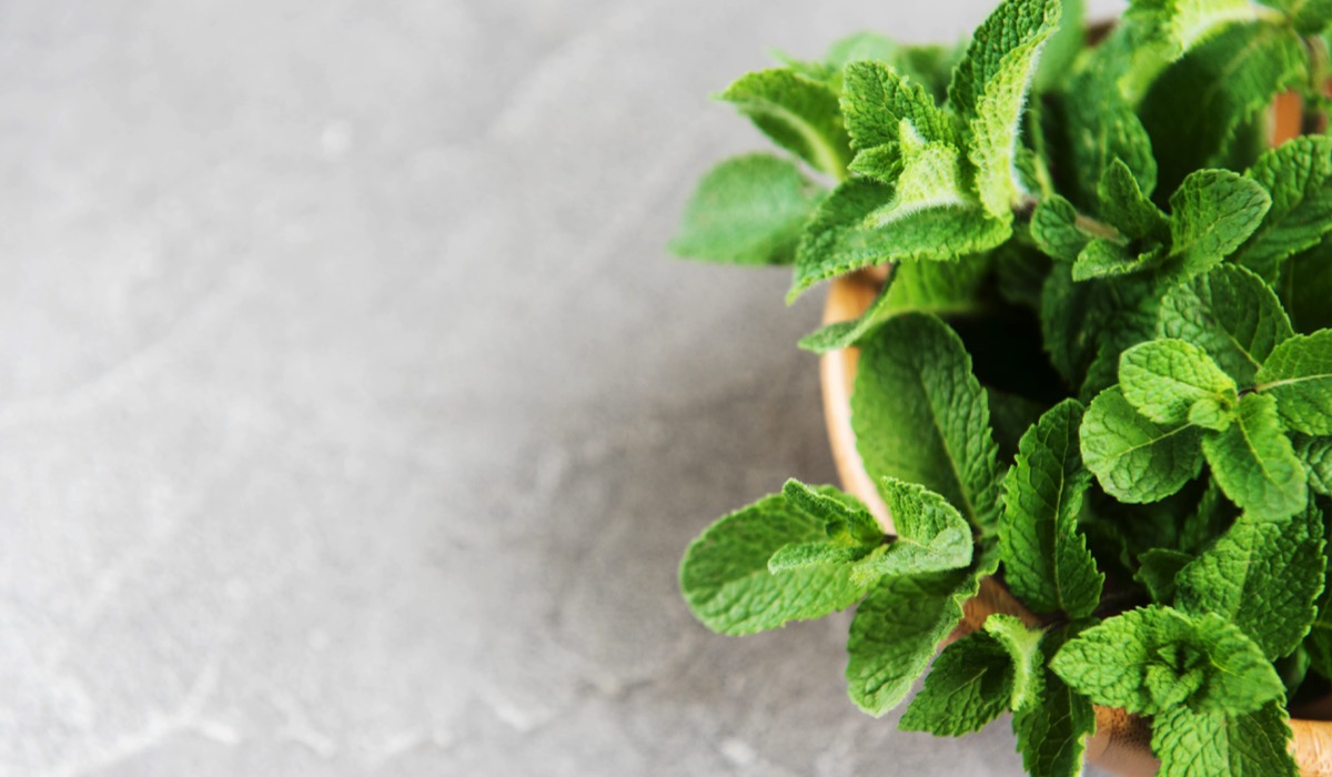 menta