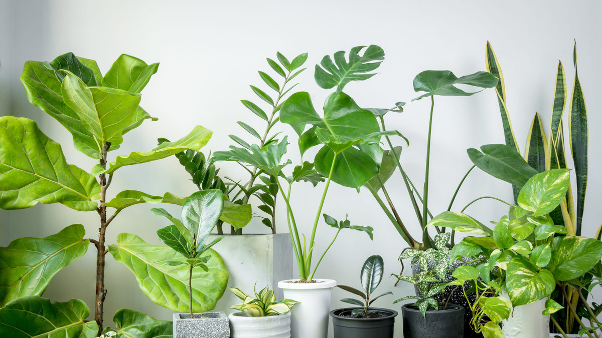 piante in casa